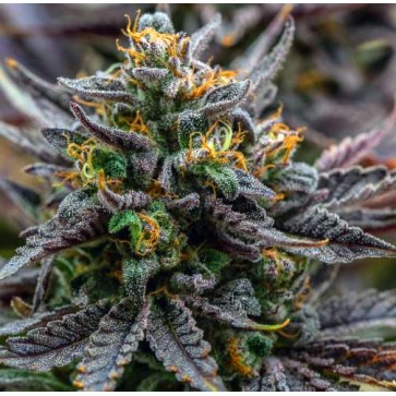 Насіння конопель Grape Marmalade Feminised Silver - 500 шт